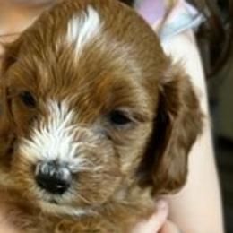 Boy 1 - Red and white Cockapoo puppy in Sun City, Arizona from Rachel's Sunny Side Cockapoos