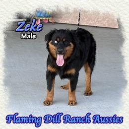 Zeke - Black tri male Miniature Australian Shepherd puppy in Forestburg, Texas from Flaming Dill Ranch Aussies