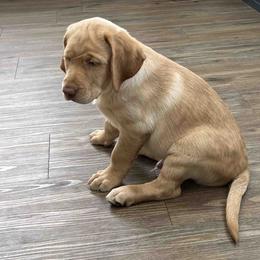 Labrador Retriever Puppies from Branley's Riverside Labradors