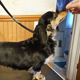 Lily - Dachshund