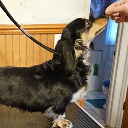 Lily - Dachshund