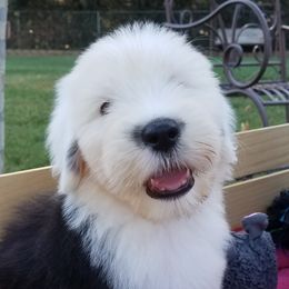 Old English Sheepdog Puppies from Wild-n-Woolly Old English Sheepdogs