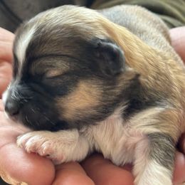 Meg - Chocolate sable female Havanese puppy in Weston, Wisconsin from Tzedek Farm