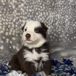 Gray color - Panda female German Shepherd puppy in Marion, Ohio from Legacy K9’s