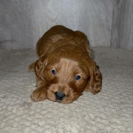 Bella - Red  female Goldendoodle puppy in Valdosta, Georgia from Designer Doodles of South GA