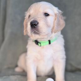 Girl 7 - Lime - Light golden female Golden Retriever puppy in Mc Minnville, Tennessee from Wishaw Whisky Golden Retrievers