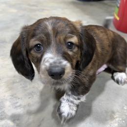 Dachshund Puppies from Lakeshore Dachshunds