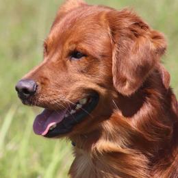 Naco - Golden Retriever