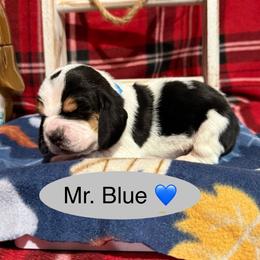 Mr. Blue - Black brown and white male Basset Hound puppy in Lagrange, Georgia from Tall Oak Bassets