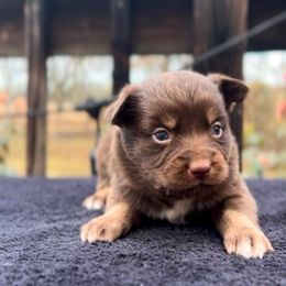 Holly - Red tri female Miniature Australian Shepherd puppy in Ardmore, Oklahoma from Tribal Rose Aussies