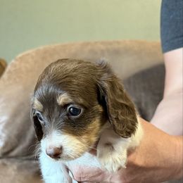Bella - Chocolate and tan female Dachshund puppy in Paoli, Oklahoma from Dobbins Dachshunds