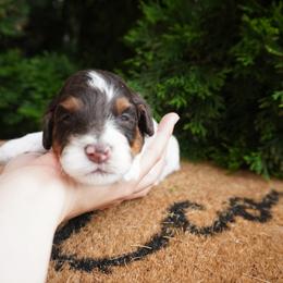 Ike - Brown and white male Cockapoo puppy in Shipshewana, Indiana from Home Raised Cockapoos