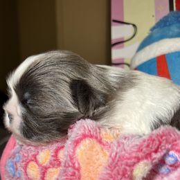 Shih Tzu Puppies from Lavender Lane Tzus