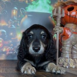 Frankenstein - Black and cream male Dachshund puppy in Floresville, Texas from Muddy River Dachshunds