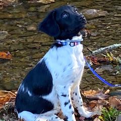 Stabyhoun Puppies from Cindy Pfister