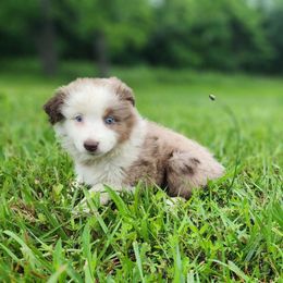 Poppy - Red merle female Miniature Australian Shepherd puppy in Macomb, Missouri from Faunus Farms and Aussies