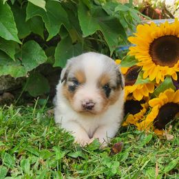 Donny - Blue merle male Miniature Australian Shepherd puppy in Sandown, New Hampshire from Ashby Lou Aussies