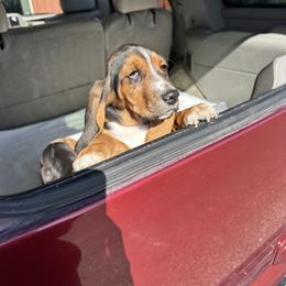 Basset Hound Puppies from Dretzka’s Blessed Basset Hounds