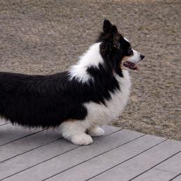 Gemmy - Pembroke Welsh Corgi