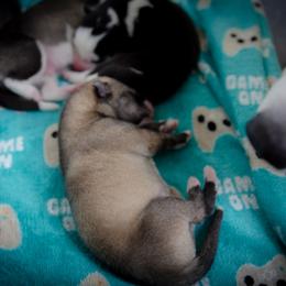 Siberian Husky Puppies from Ivie Huskies