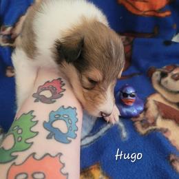 Hugo - Sable and white male Collie puppy in Mattoon, Illinois from Gold Leaf Collies