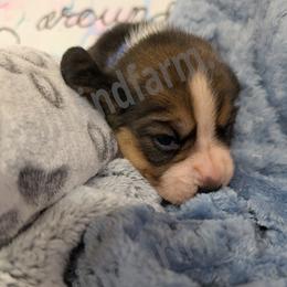 Indigo - Black tan and white female Beagle puppy in Vallejo, California from Tailwindfarm