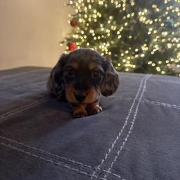Dachshund Puppies from Birkin’ Paws