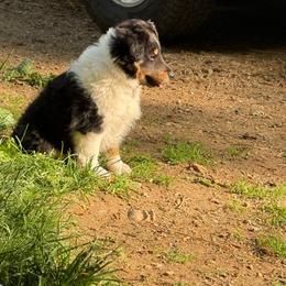 Zeus - Black white and tan male Shetland Sheepdog puppy in Woodstock, Connecticut from Greener Fields Shelties