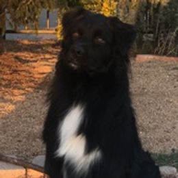 Kole - Australian Shepherd