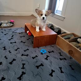 Girl 2 - Sable Pembroke Welsh Corgi puppy in Waynesboro, Tennessee from Cole's Corgi Compound