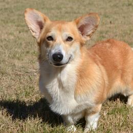 Cheyenne - Red female Pembroke Welsh Corgi puppy in Edna, Texas from MG Corgis