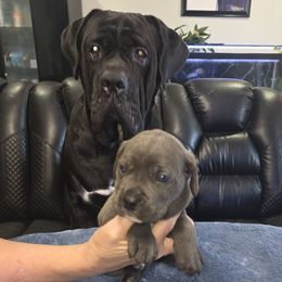 Blue1 - Gray male Cane Corso puppy in Jacksonville, Florida from Fleming Cane Corso's