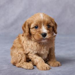 Faye - Apricot female Cavapoo puppy in Apple Creek, Ohio from Grandeur Valley Puppies