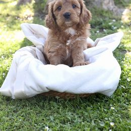 Snickers - Brown and white female Sheepadoodle puppy in Los Angeles, California from Exquisite Doodles