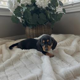 Seraphina - Black and tan female Dachshund puppy in San Diego, California from Enchanted little dachshunds