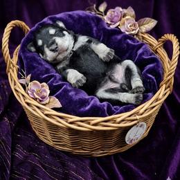 Jade - Black and silver female Miniature Schnauzer puppy in Houston, Texas from Haughton Farm