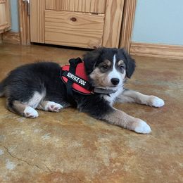 Miniature Australian Shepherd Puppies from Integrity Aussies Tx