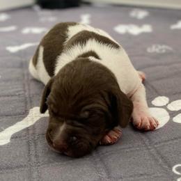 Jesse James - Liver and white male German Shorthaired Pointer puppy in Hot Springs, Virginia from Thunder Mountain Gun Dogs