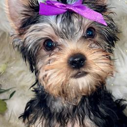 Maisie - Blue and gold female Yorkshire Terrier puppy in Darrington, Washington from Seven Cedars Yorkies