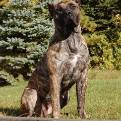 Arya - Perro de Presa Canario