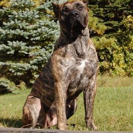 Arya - Perro de Presa Canario