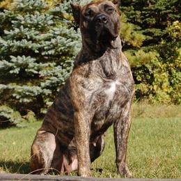 Arya - Perro de Presa Canario
