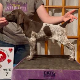 Charlotte or Charlottesville - Liver and white female German Shorthaired Pointer puppy in North Branch, Minnesota from Chrishelle Farm