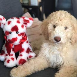Goldendoodle Puppies from Stormie's Doodles