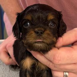 Daniel - Pink Boy - Black and tan male Cavalier King Charles Spaniel puppy in Little Rock, Arkansas from Montra Japanese Chin & Cavalier King Charles Spaniels