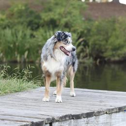 Wyatt - Australian Shepherd
