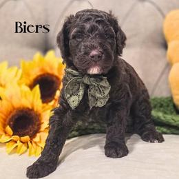 Biers - Chocolate male Double Doodle puppy in Cleveland, Tennessee from Edgewater Doodles & Designer Pups