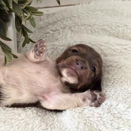 Sandy - Fawn (Isabella) female Dachshund puppy in Gerber, California from Red Dirt Doxies