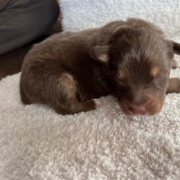 Boy 2 - Red tri-color Australian Shepherd puppy in Oklahoma City, Oklahoma from Mika’s Aussies