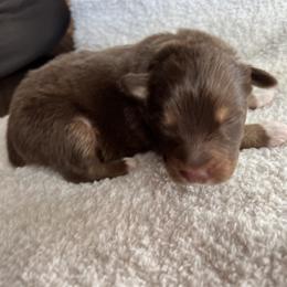 Boy 2 - Red tri-color Australian Shepherd puppy in Oklahoma City, Oklahoma from Mika’s Aussies